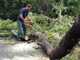 Seasonal Cleanup (Spring/Fall) in Venetian Village, IL