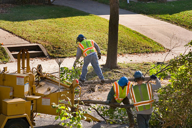 Why Choose Our Tree Removal Services in Venetian Village, IL?